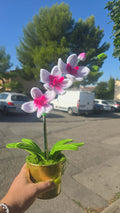 orchidée