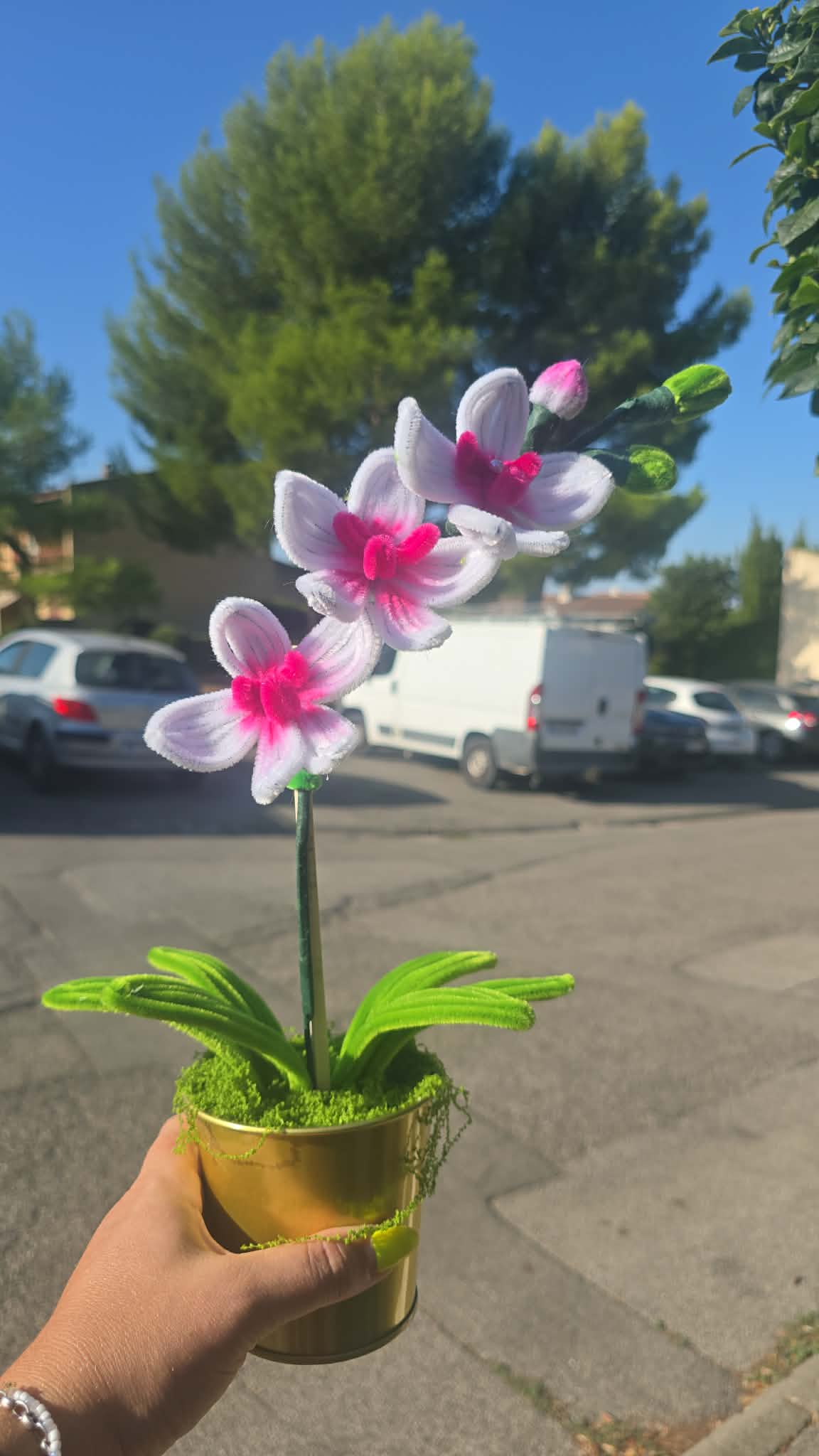 orchidée